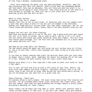 3 Cotton Candy Peony Mix Bareroot Plants - Karl Rosenfield, Sarah Bernhardt, Shirley Temple - Image 4