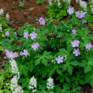 3 Cranesbill Wild Geranium Bare Root Plants - Organic Purple Shade Garden - Image 6