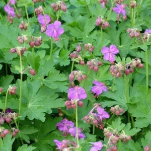 3 Cranesbill Wild Geranium Bare Root Plants - Organic Purple Shade Garden - Image 8