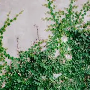 3 Creeping Fig Starter Plants (Ficus pumila) – Bare Root Vine – Outdoor Landscaping - Image 3