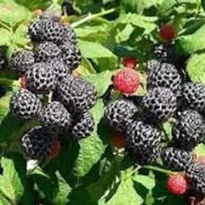 3 Cumberland Black Raspberry Live Plants - Rubus occidentalis - 2 Year Old Fruit Plant - Image 5