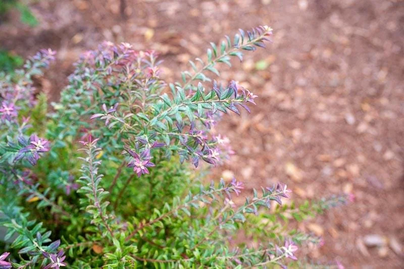 3 Darrow's Native Blueberry Starter Plug Vaccinium darrowii - Outdoor Live Shrub - Image 2