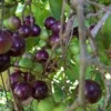 3 Delicious Muscadine Grape Vine Live Starter Plant - Vitis Rotundifolia - Image 1