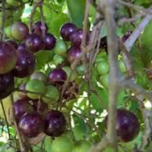 3 Delicious Muscadine Grape Vine Live Starter Plant - Vitis Rotundifolia - Image 1