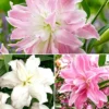 3 Double Lily Flower Bulbs Mix Pink White - Perennial Florist Flowers - Image 1