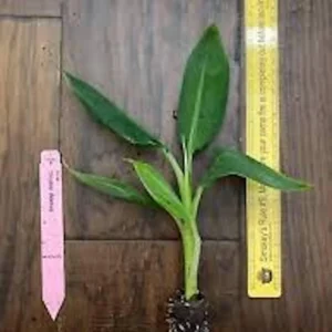 3 Double Mahoi Banana Plant - Edible Dwarf Cavendish Starter Live Plant - Fruit Tree - Image 3