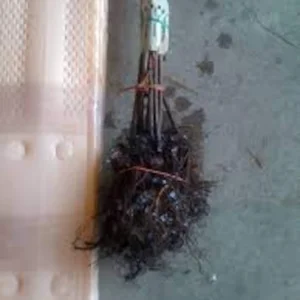 3 Dunstan Hybrid Chestnut Bare Root Trees - Blight Resistant, 12-24in Tall - Image 2