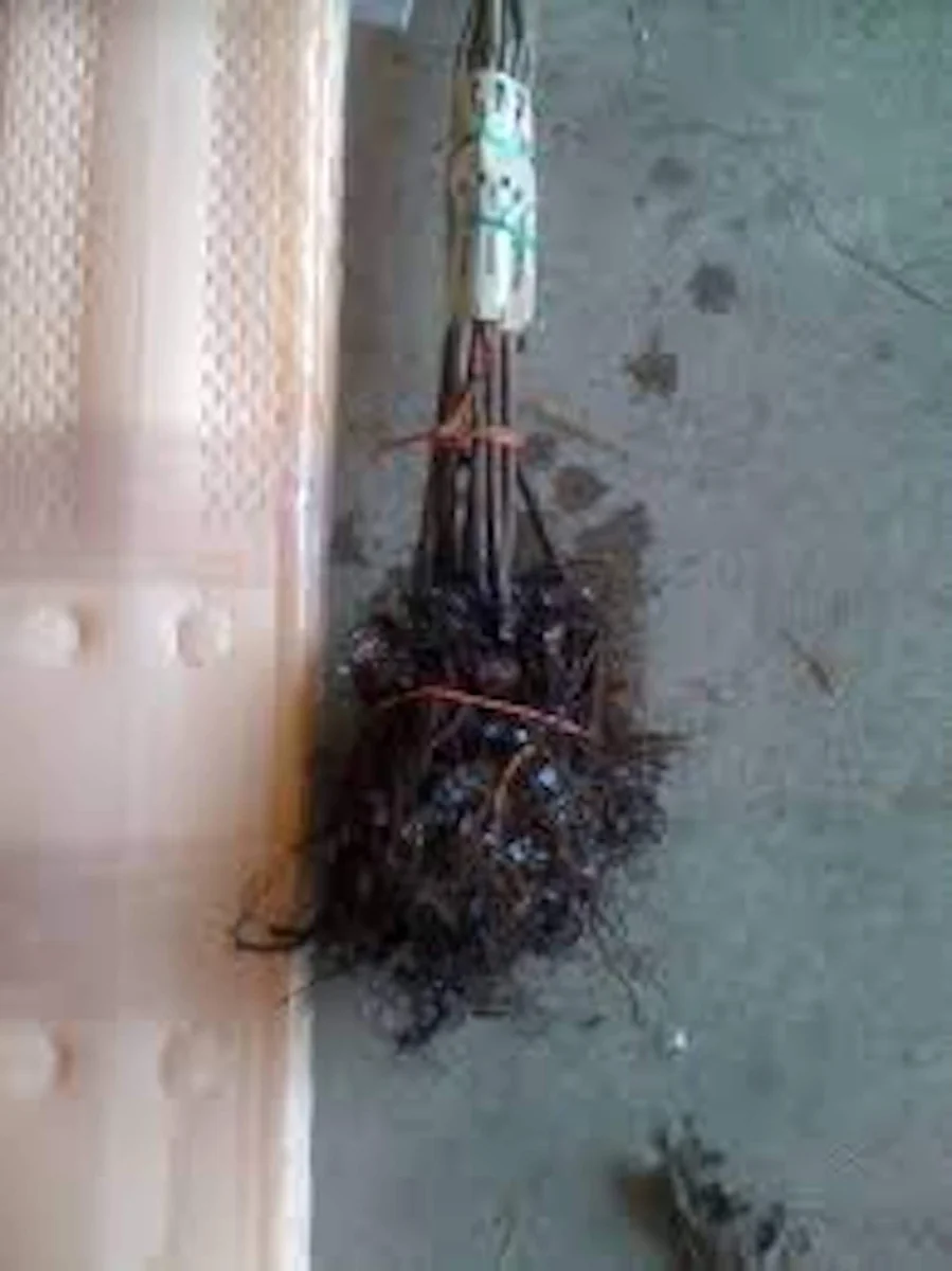 3 Dunstan Hybrid Chestnut Bare Root Trees - Blight Resistant, 12-24in Tall - Image 2