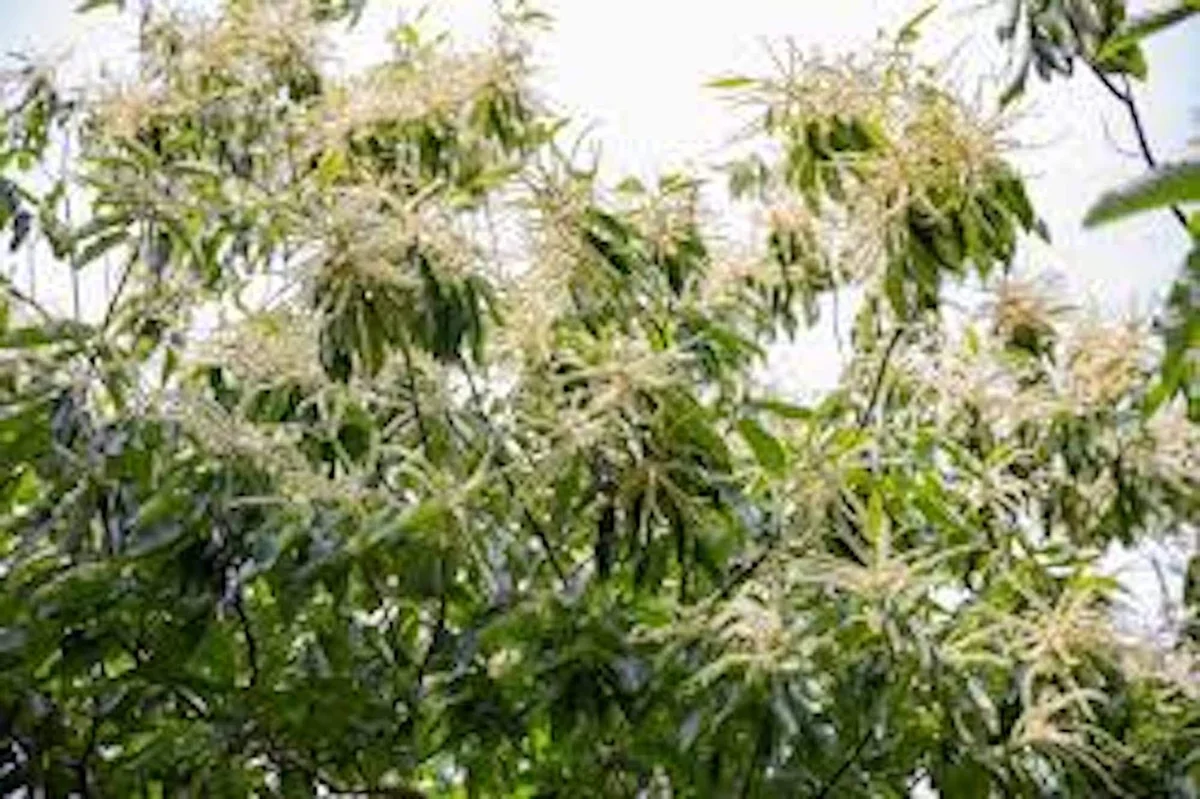 3 Dunstan Hybrid Chestnut Bare Root Trees - Blight Resistant, 12-24in Tall - Image 4