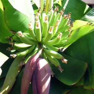 3 Dwarf Cavendish Banana Plant Plugs - Live Tropical Fruit Trees, Cold Hardy - Image 2