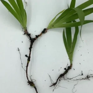 3 Dwarf Crested Iris Bare Root Plants - Organic Wildflower - Image 3