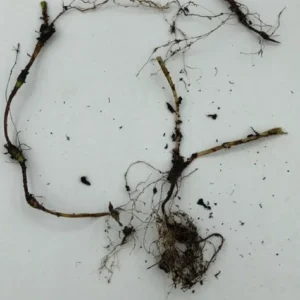 3 Dwarf Crested Iris Bare Root Plants - Organic Wildflower - Image 8