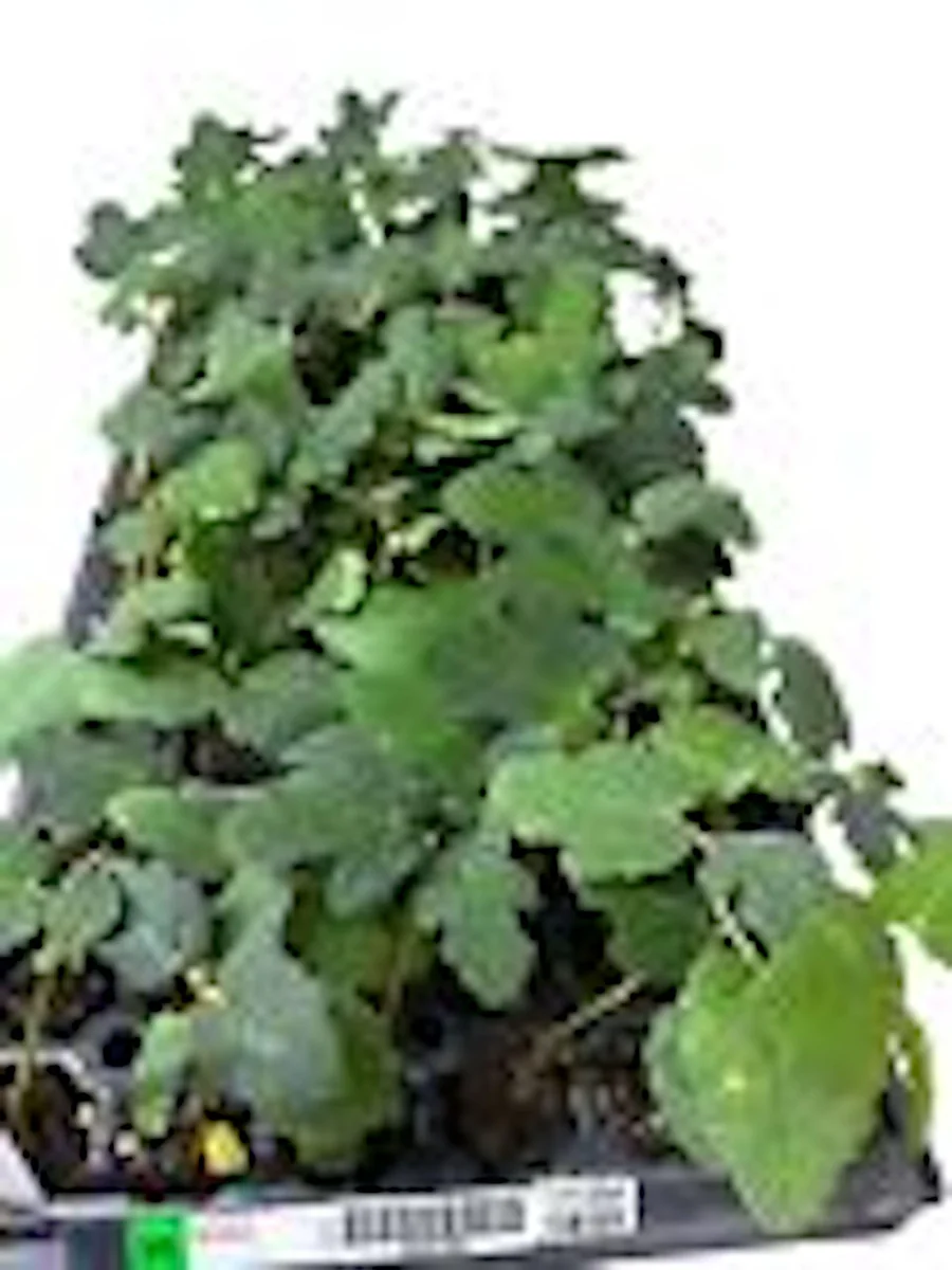 3 Dwarf Fig Tree Starter Plants - Fignomenal Variety, Self-Fertile, Perennial - Image 2