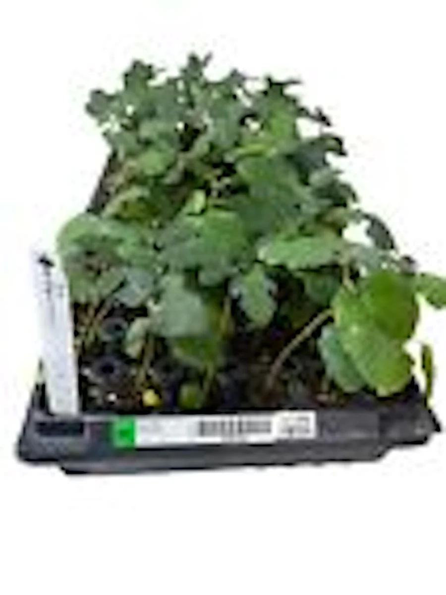3 Dwarf Fig Tree Starter Plants - Fignomenal Variety, Self-Fertile, Perennial - Image 3