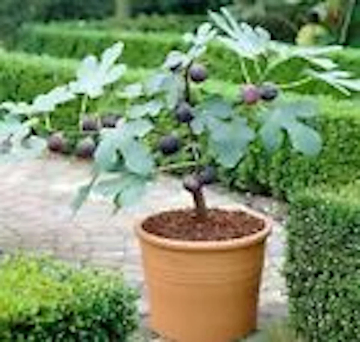 3 Dwarf Fig Tree Starter Plants - Fignomenal Variety, Self-Fertile, Perennial - Image 1