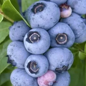 3 Emerald Blueberry Live Plant Starter Plugs - Vaccinium corymbosum - Southern Highbush - Image 5