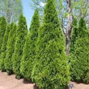 3 Emerald Green Arborvitae Live Trees - Thuja Privacy Evergreen Starter Plants, Bare Root - Image 9