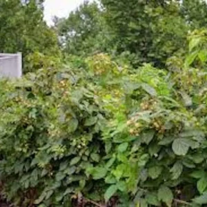 3 Fall Gold Raspberry Live Plant Starter Plugs - Thornless, Everbearing - Image 7