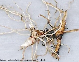 3 False Solomon's Seal Bare Root Plants - Organic Wildflower Perennial - Image 9