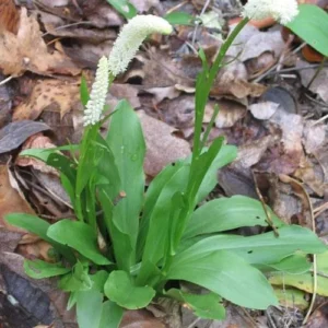 3 False Unicorn Plants Bare Root - Chamaelirium Luteum - Organic Wildflower Native Star Root - Image 10