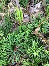 3 Fan Clubmoss Ground Cedar Bare Root - Evergreen Ground Cover Vine - Image 10
