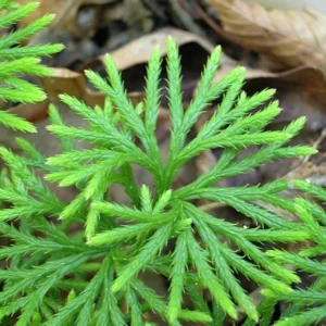 3 Fan Clubmoss Ground Cedar Bare Root - Evergreen Ground Cover Vine - Image 2