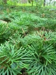 3 Fan Clubmoss Ground Cedar Bare Root - Evergreen Ground Cover Vine - Image 8