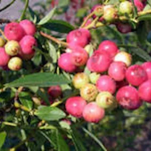 3 Florida Rose Rabbiteye Blueberry Live Plant - Pink Fruit, Zones 6b-9a - Image 1