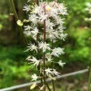 3 Foam Flower Plants (Tiarella Cordifolia) – Bare Root, Shade Loving Perennial - Image 1