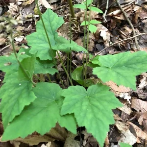 3 Foam Flower Plants (Tiarella Cordifolia) – Bare Root, Shade Loving Perennial - Image 3