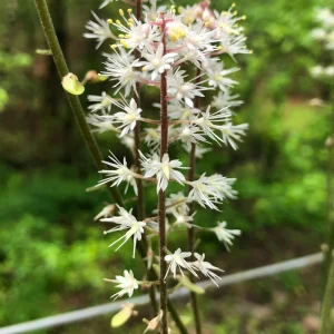 3 Foam Flower Plants (Tiarella Cordifolia) – Bare Root, Shade Loving Perennial - Image 1