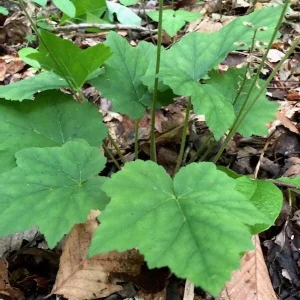 3 Foam Flower Plants (Tiarella Cordifolia) – Bare Root, Shade Loving Perennial - Image 5