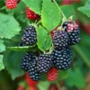 3 Galaxy Blackberry Live Plant Thornless Rubus 'Galaxy' Starter Plugs - Image 1