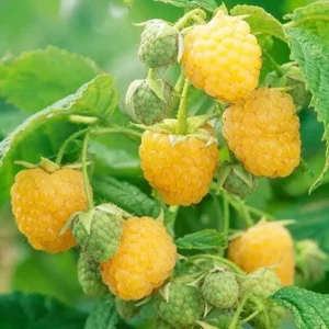 3 Golden Anne Raspberry Starter Plug - Everbearing Yellow Rubus idaeus Live Plants - Image 2