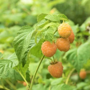 3 Golden Anne Raspberry Starter Plug - Everbearing Yellow Rubus idaeus Live Plants - Image 7
