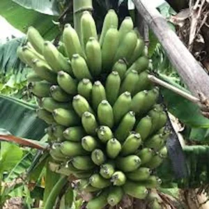 3 Goldfinger Banana Starter Plug FHIA-01 - Disease Resistant Live Plant - Image 3