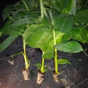 3 Goldfinger Banana Starter Plug FHIA-01 - Disease Resistant Live Plant - Image 4