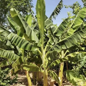 3 Goldfinger Banana Starter Plug FHIA-01 - Disease Resistant Live Plant - Image 6