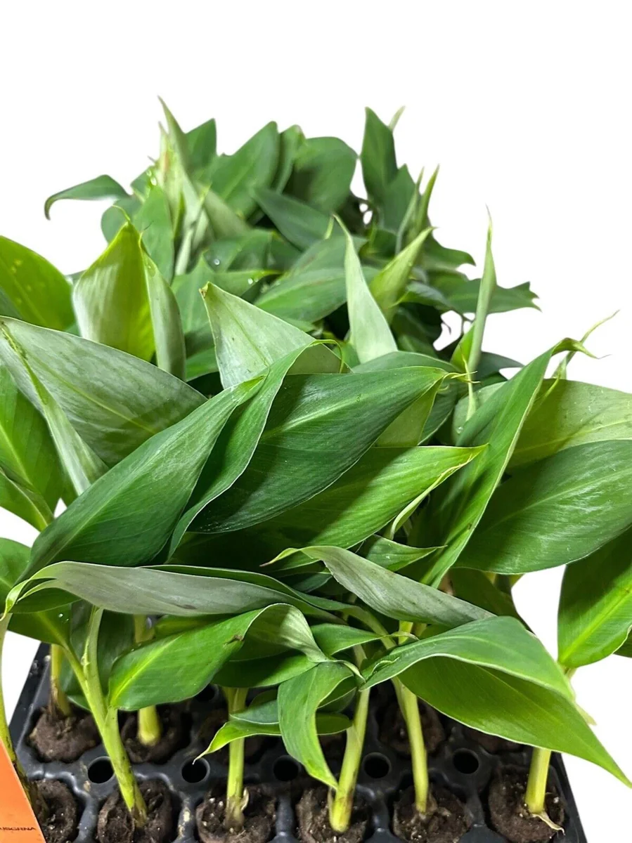 3 Gran Nain Banana Tree Live Plants - Dwarf Musa acuminata 'Grand Nain' Starter Plants - Image 2