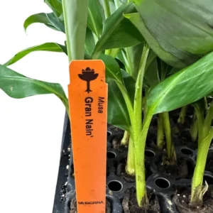 3 Gran Nain Banana Tree Live Plants - Dwarf Musa acuminata 'Grand Nain' Starter Plants - Image 3