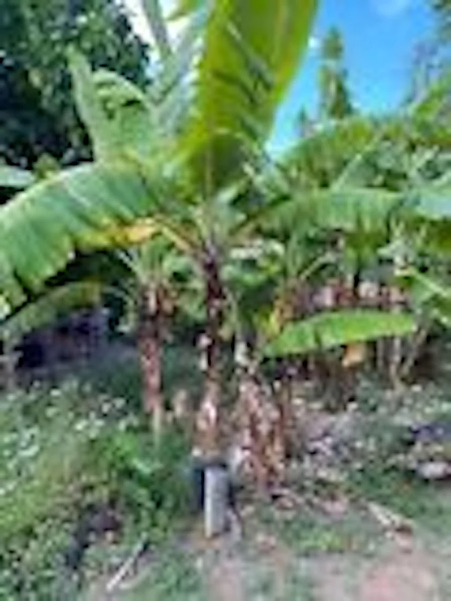 3 Gran Nain Banana Tree Live Plants - Dwarf Musa acuminata 'Grand Nain' Starter Plants - Image 6