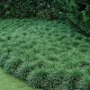 3 Green Mondo Grass Live Plant - Ophiopogon Japonicus - 4 Inch Pot - Groundcover - Image 1
