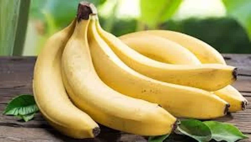 3 Gros Michel Banana Starter Plugs - Heirloom Musa acuminata Live Plant - Image 3