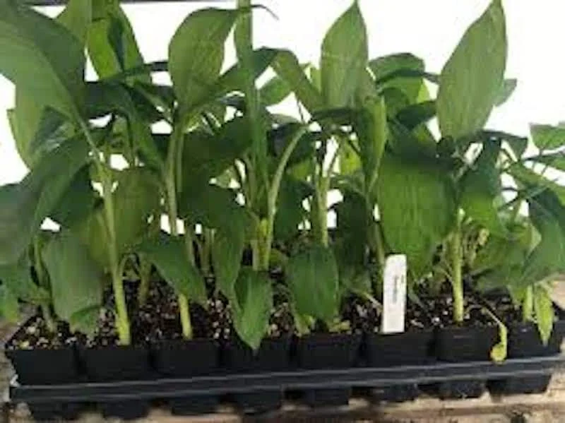 3 Gros Michel Banana Starter Plugs - Heirloom Musa acuminata Live Plant - Image 4