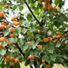 3 Hardy Apricot Tree Prunus armeniaca Fruit Starter Plant Bare Root - Image 1