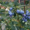 3 Heintooga Blueberry Starter Plug - Vaccinium formosum x - Live Plant - USDA Zones 4-10 - Image 1
