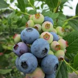 3 Heintooga Blueberry Starter Plug - Vaccinium formosum x - Live Plant - USDA Zones 4-10 - Image 6