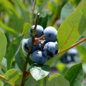 3 Heintooga Blueberry Starter Plug - Vaccinium formosum x - Live Plant - USDA Zones 4-10 - Image 7
