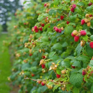 3 Heritage Red Raspberry Starter Plugs - Rubus idaeus - Bare Root Live Plant - Everbearing Outdoor - Image 6