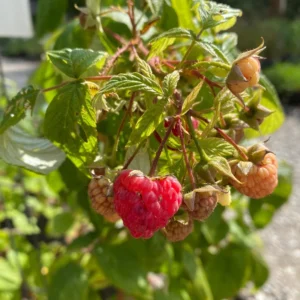 3 Heritage Red Raspberry Starter Plugs - Rubus idaeus - Bare Root Live Plant - Everbearing Outdoor - Image 7